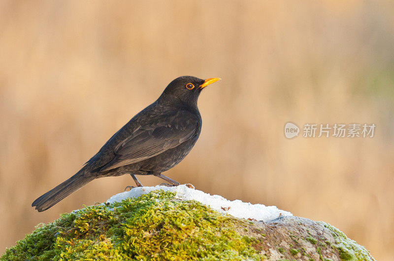 Male European Blackbird (Turdus merula) on snow-topped rock